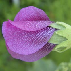 Sweet Pea